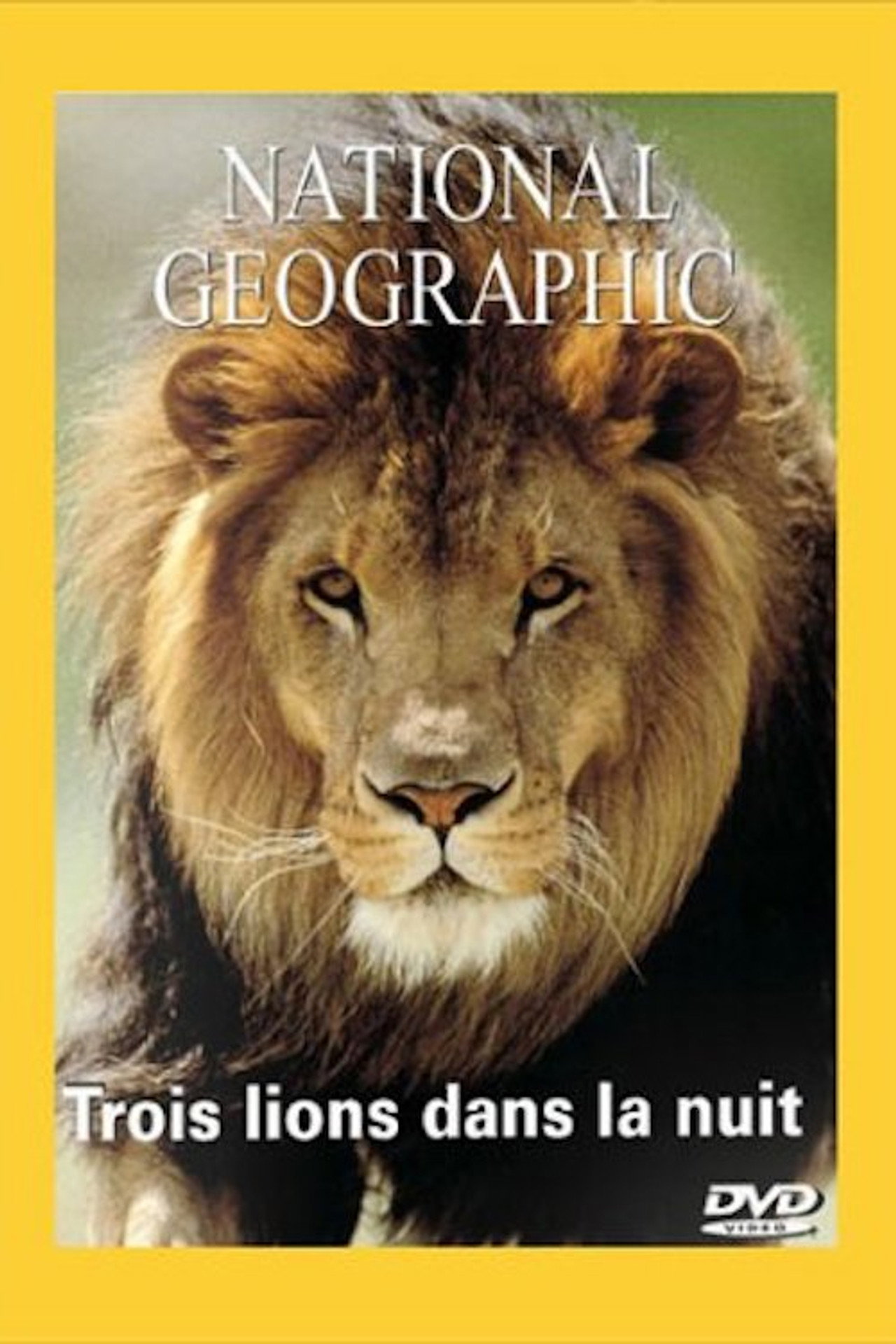 National Geographic : Trois lions dans la nuit filmaffisch