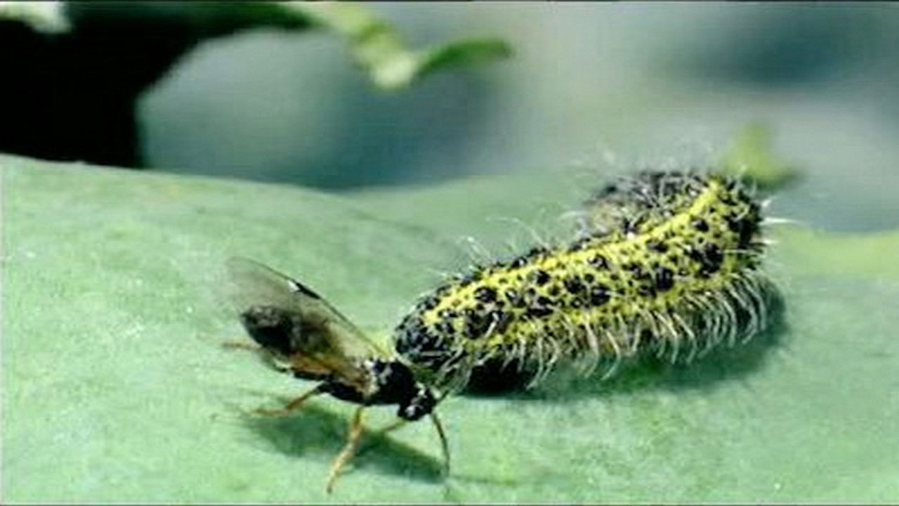 Animaux trop humains — Entraide animale