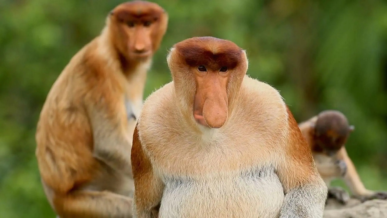 Drôle de nature — Top 5 du Bizarre