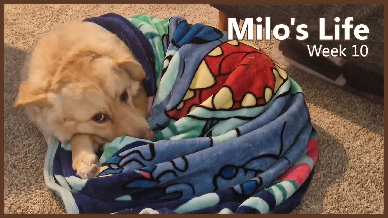 Milo's Life - Season 1 Episode 10 : Don't eat that! | Week 10