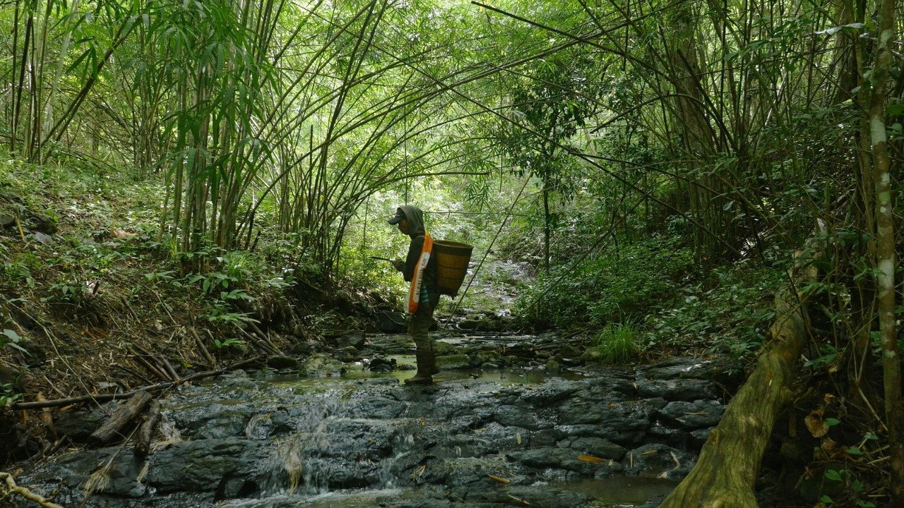 Nous Sommes les Fruits de la Forêt