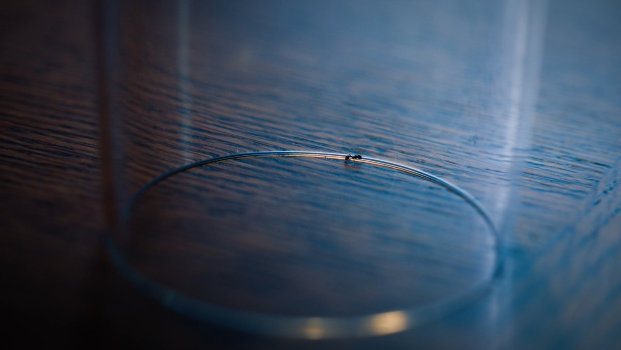 The Ant