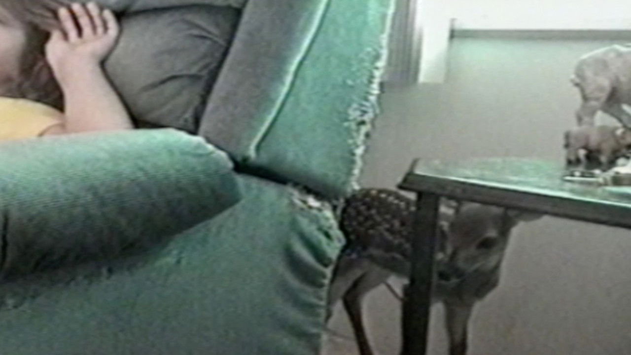 Funniest Pets & People — Épisode 4