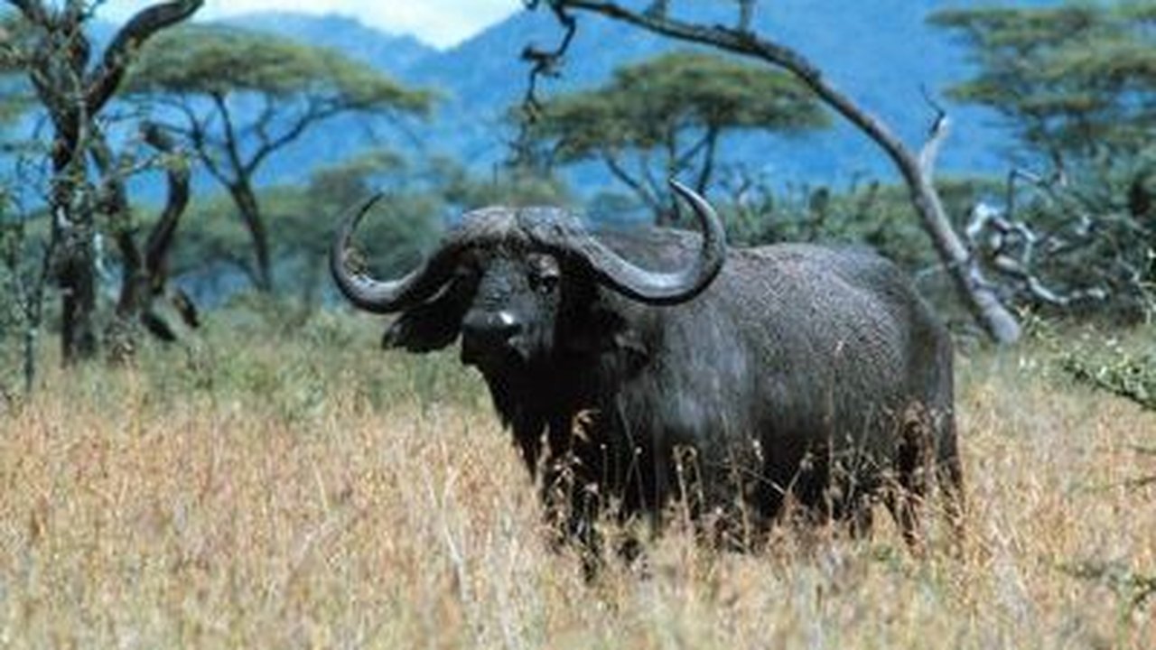 Natural World - Season 19 Episode 18 : Buffalo: The African Boss