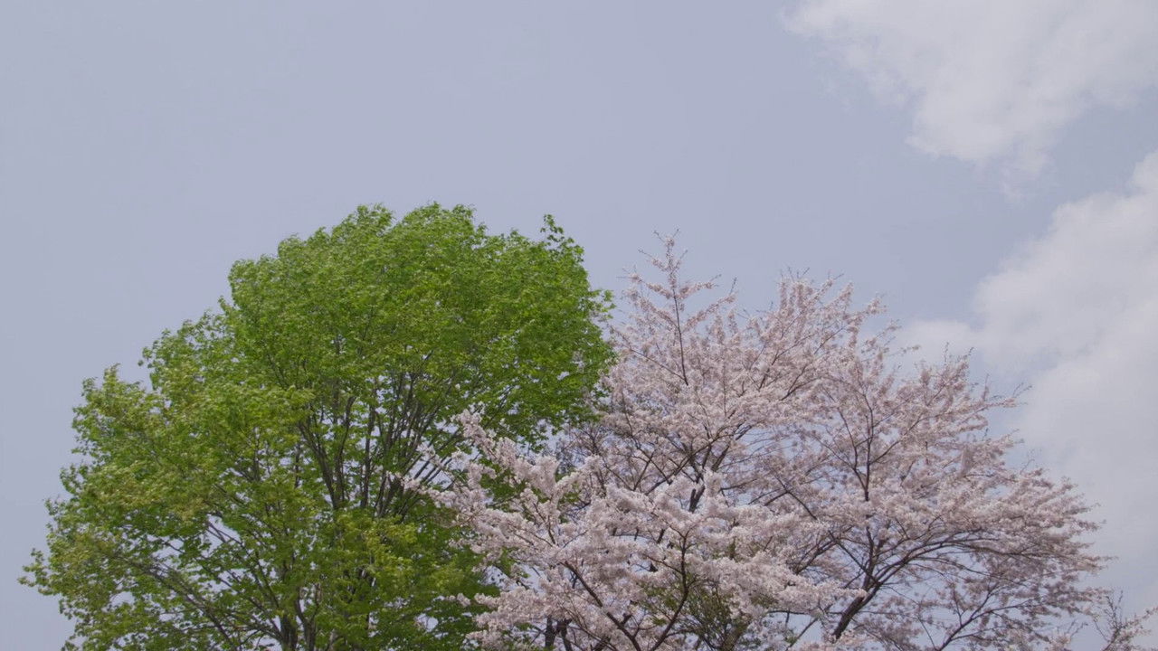 Little Forest: Winter/Spring backdrop