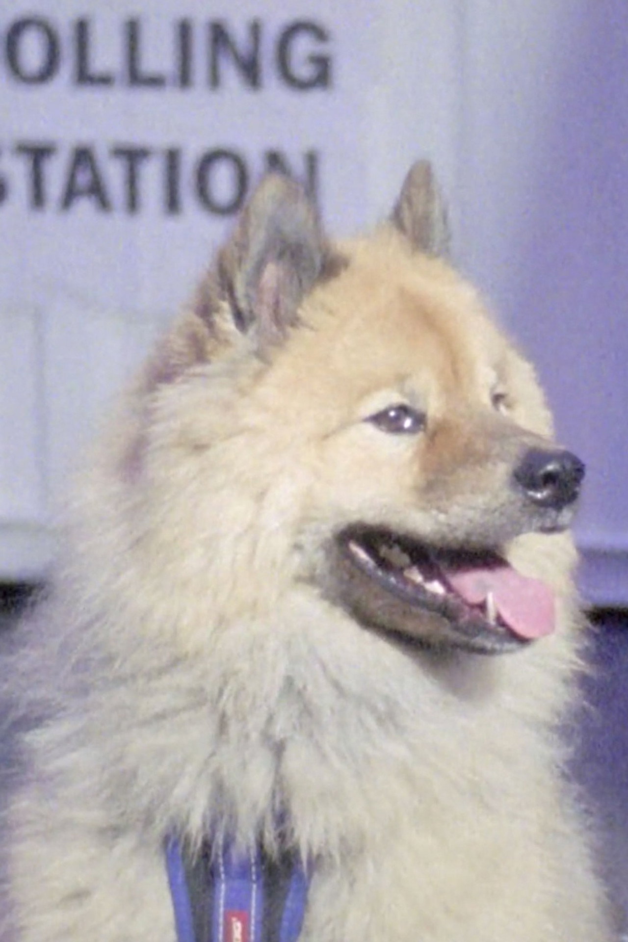 Dogs at Polling Stations filmaffisch