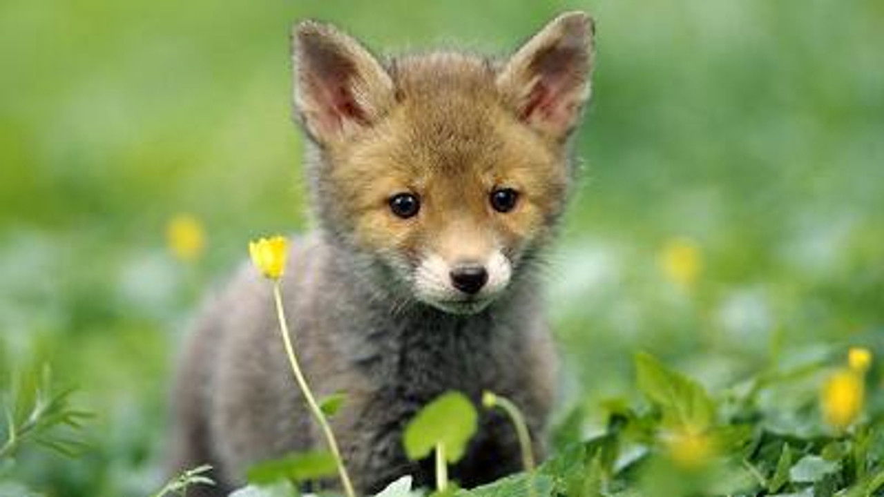 All About Animals — Épisode 5