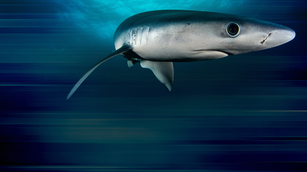 Game of Sharks backdrop