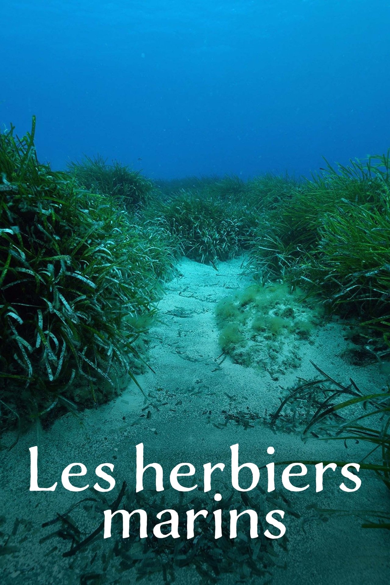 Les Herbiers marins : Précieuses sources de vie poster
