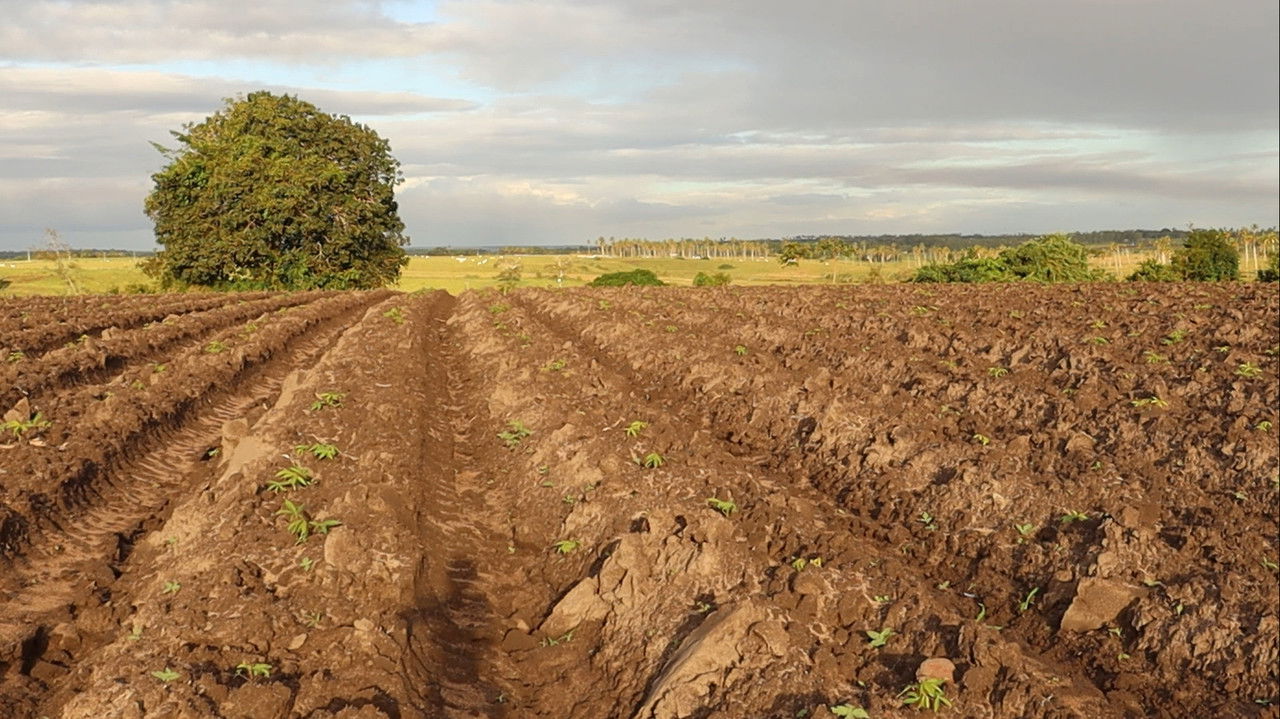 Anatomia e një Tragedie backdrop