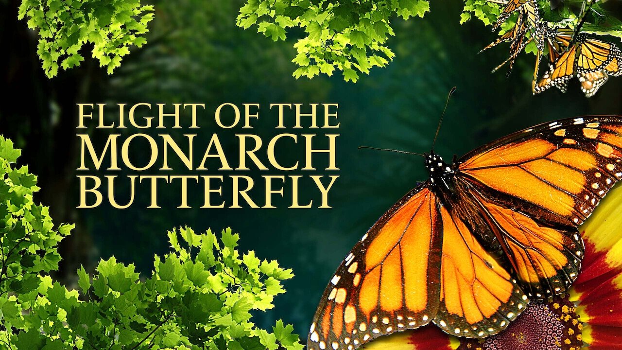 Flight of the Monarch Butterfly background