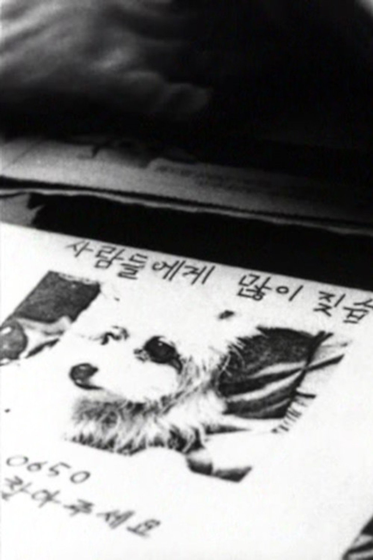 나무들이 봤어 filmaffisch