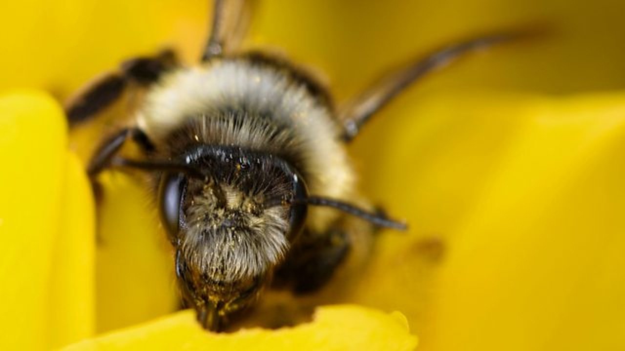 Springwatch - Season 18 Episode 6 : Episode 6
