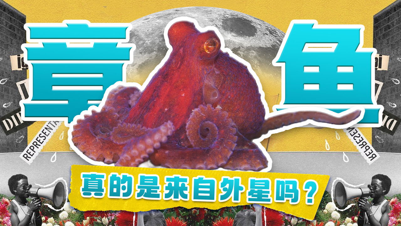 斑马百科探索 — Épisode 8