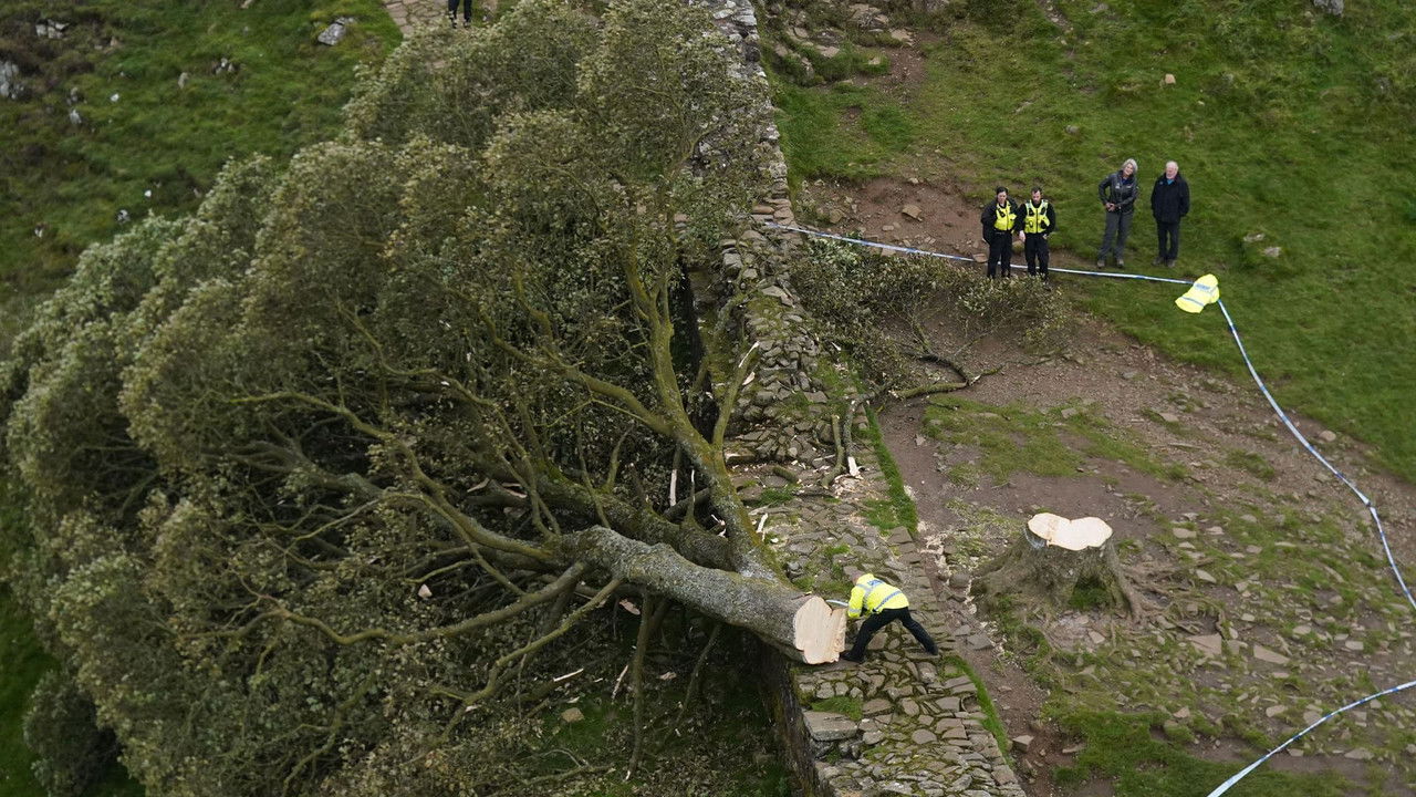 Le Dessous des images — L'arbre assassiné