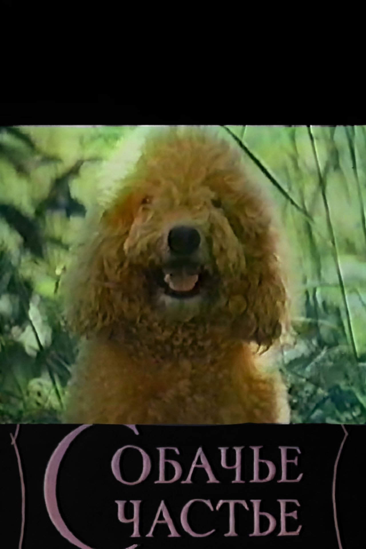 Собачье счастье Собачье счастье