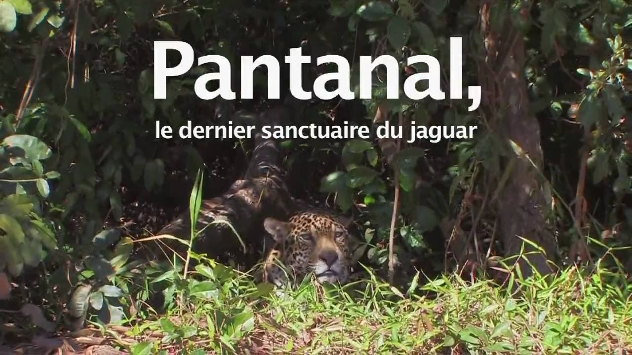 Pantanal, le dernier sanctuaire du jaguar Backdrop Image