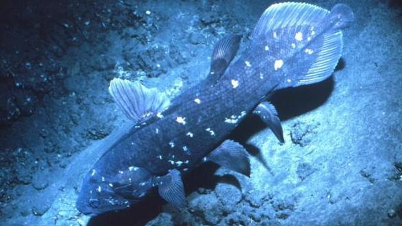 NOVA - Season 30 Episode 10 : Ancient Creature of the Deep