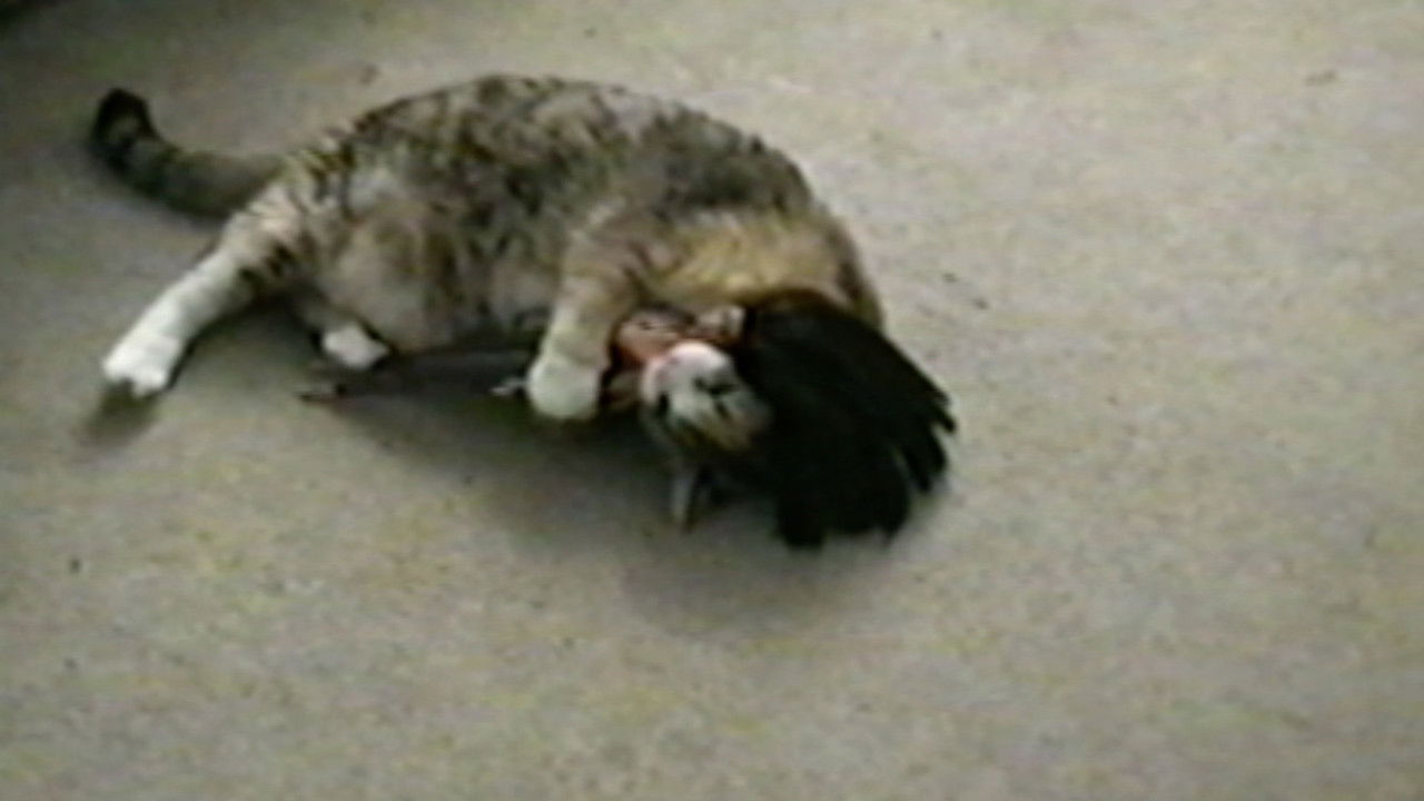 Funniest Pets & People — Épisode 11