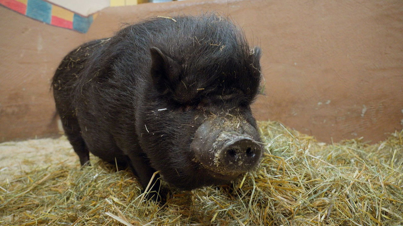 Dyrepasserne — Épisode 7