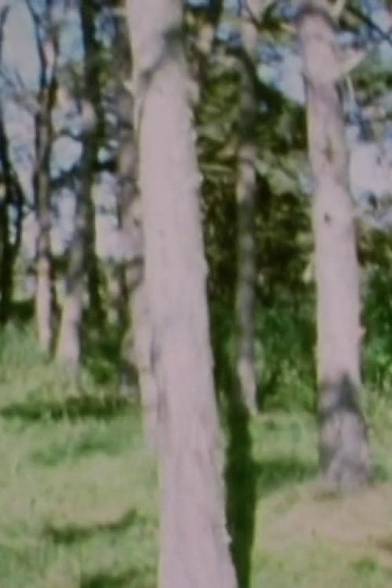 Aeterna melancholia filmaffisch