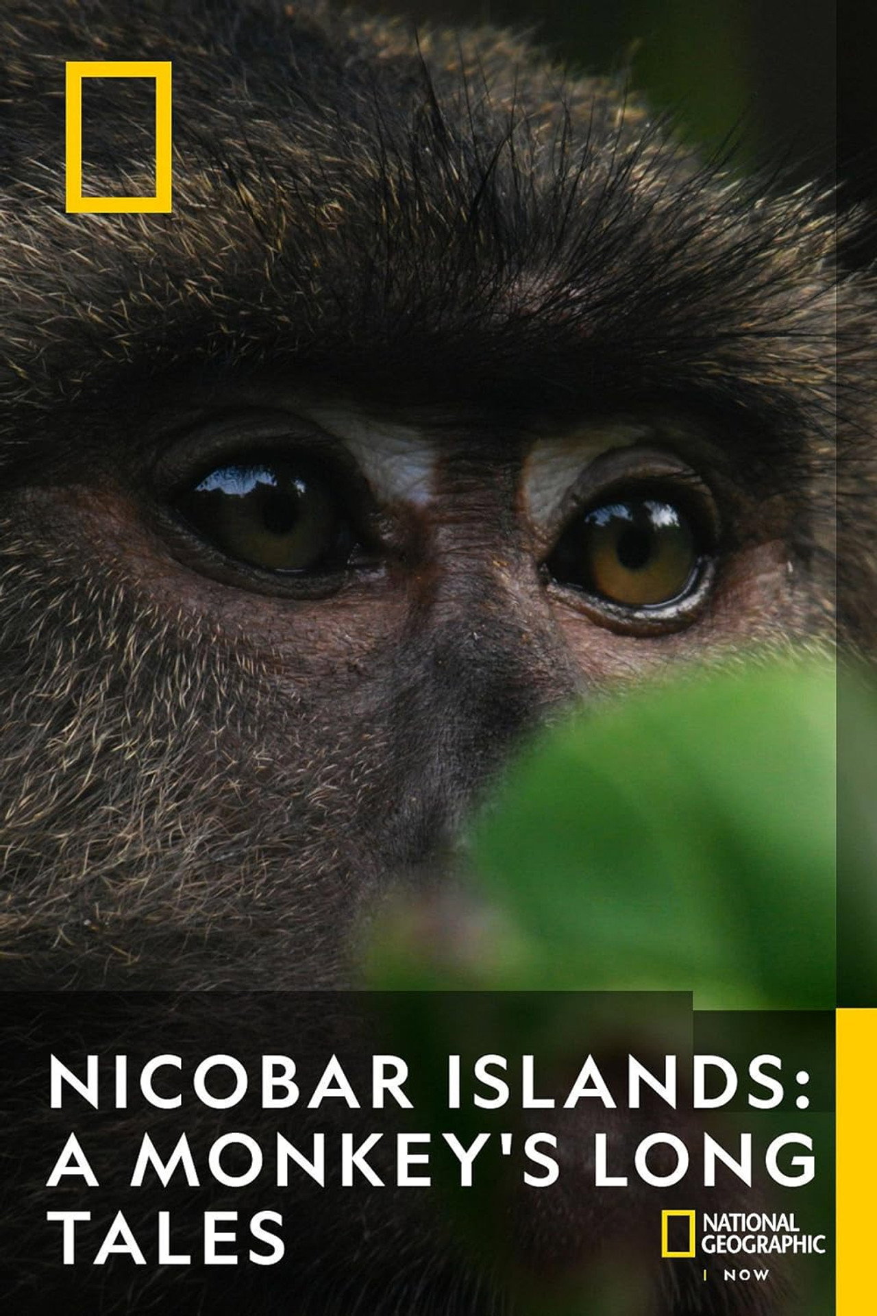 Nicobar Islands: A Monkey's Long Tale poster