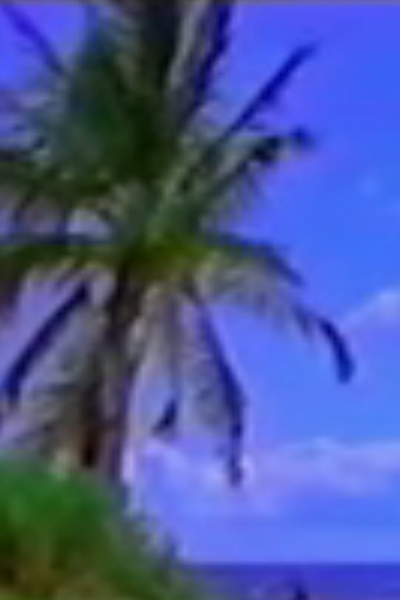 Vexation Island filmaffisch