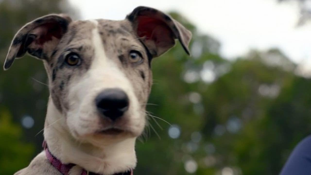 The Dog House Australia - Season 1 Episode 5 : Episode 5