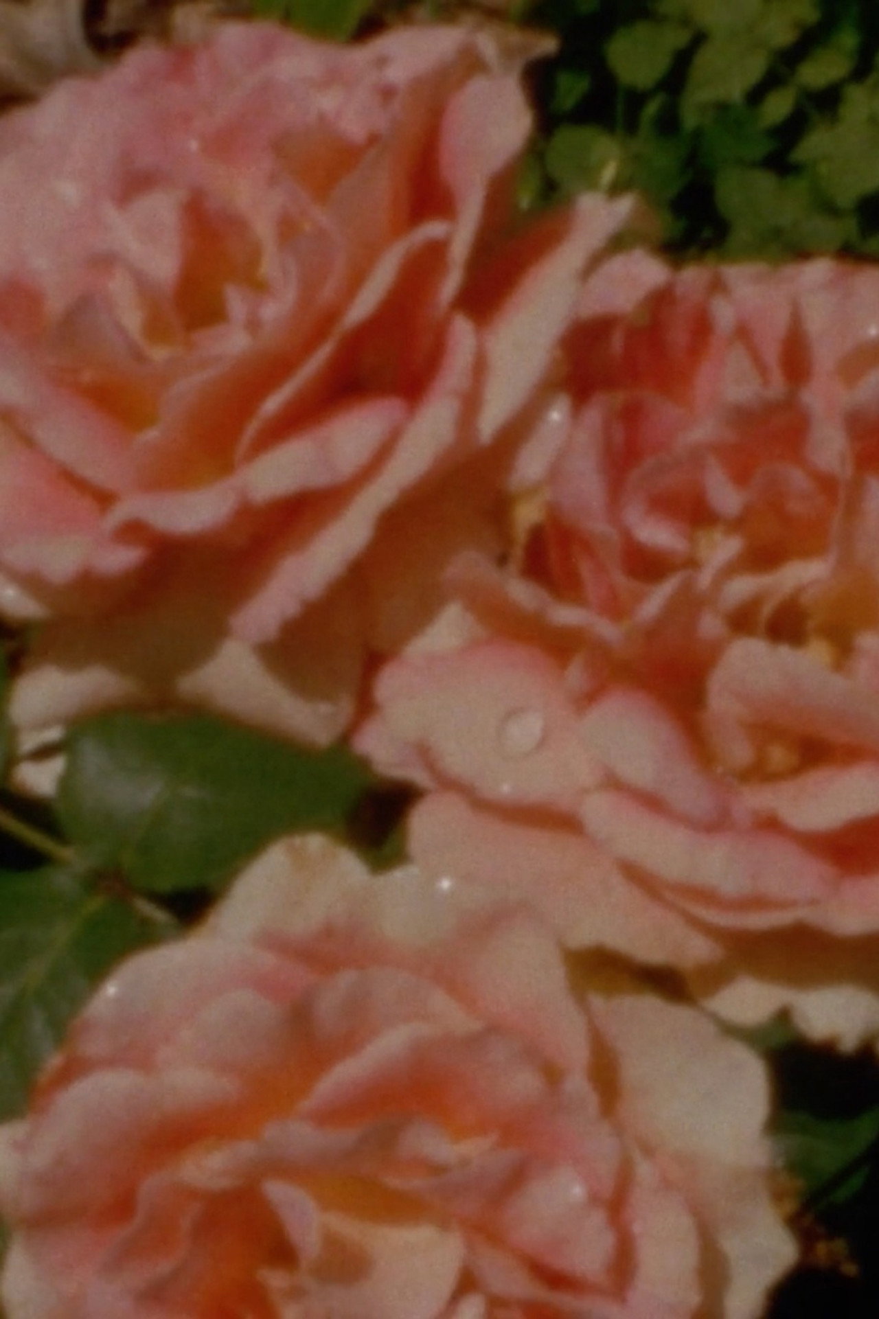 Glimpses