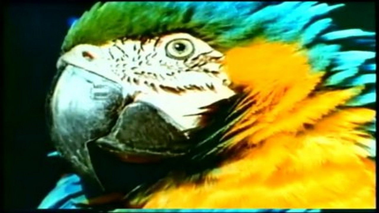 Mutual of Omaha's Wild Kingdom — Épisode 8