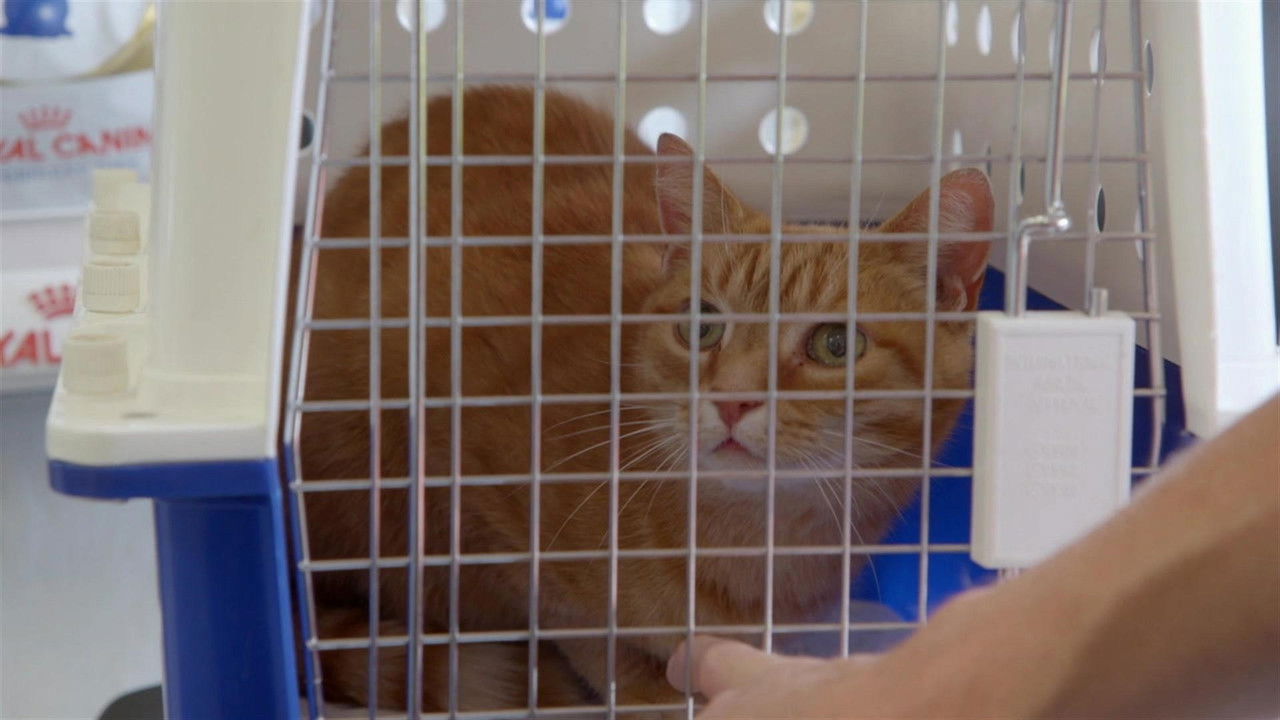 Snake in the Suburbs