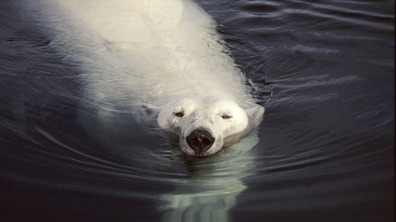 Nature - Season 17 Episode 1 : Great White Bear