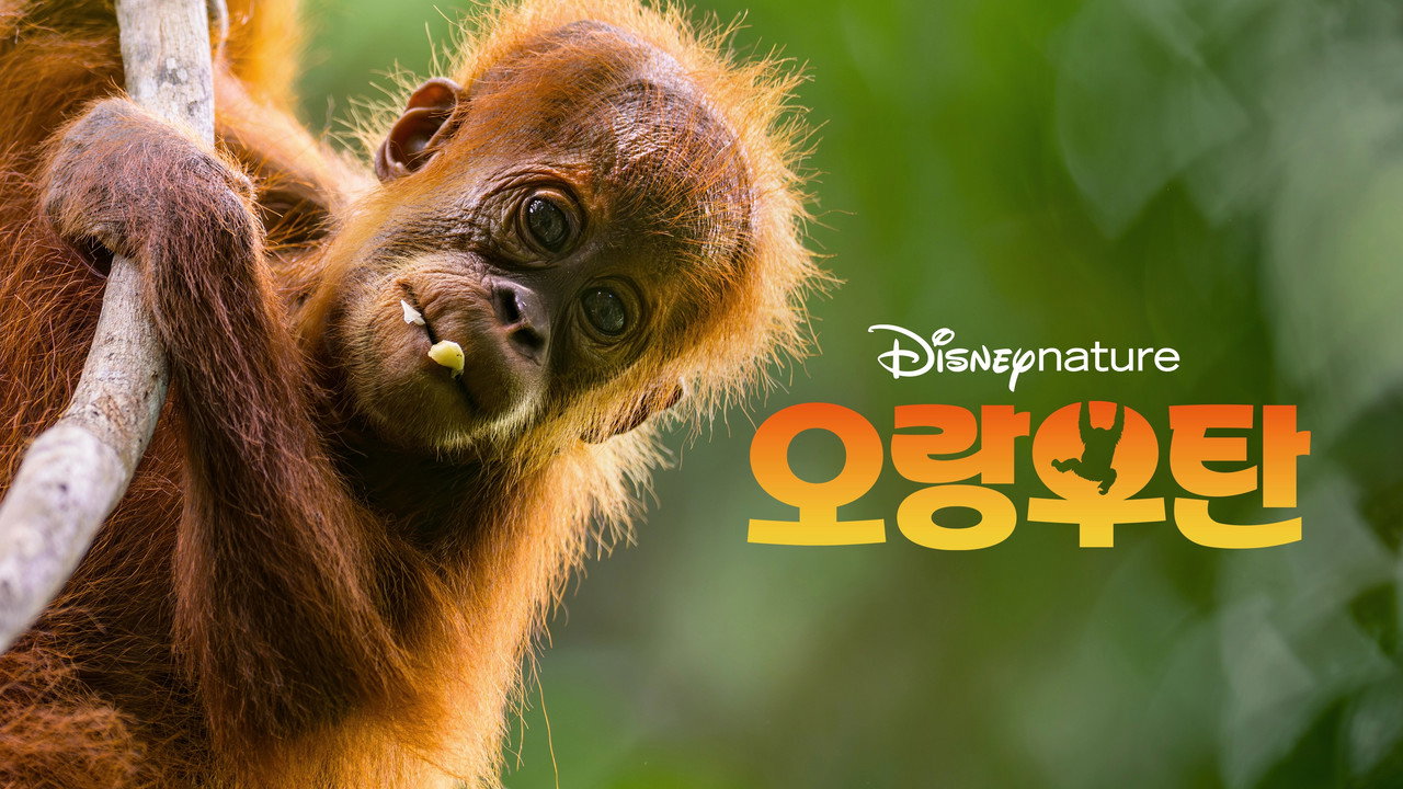 Orangutan backdrop