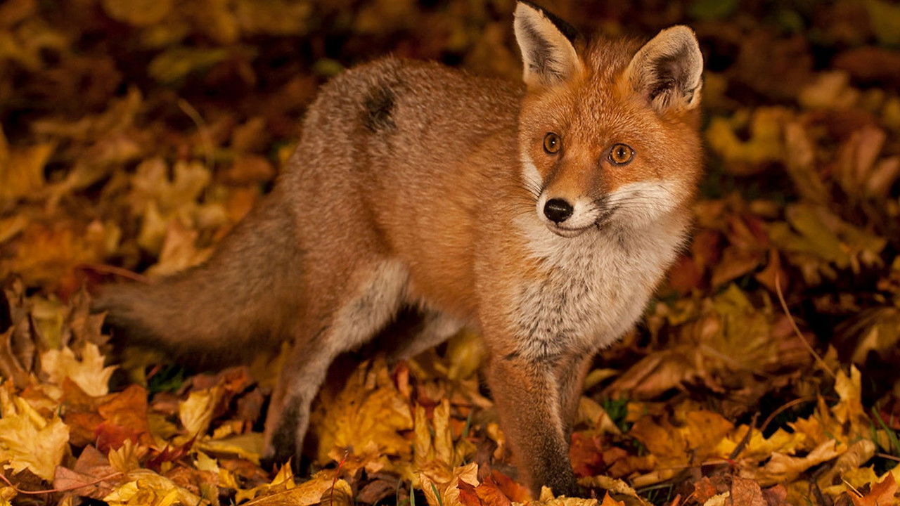 Autumnwatch — Épisode 7