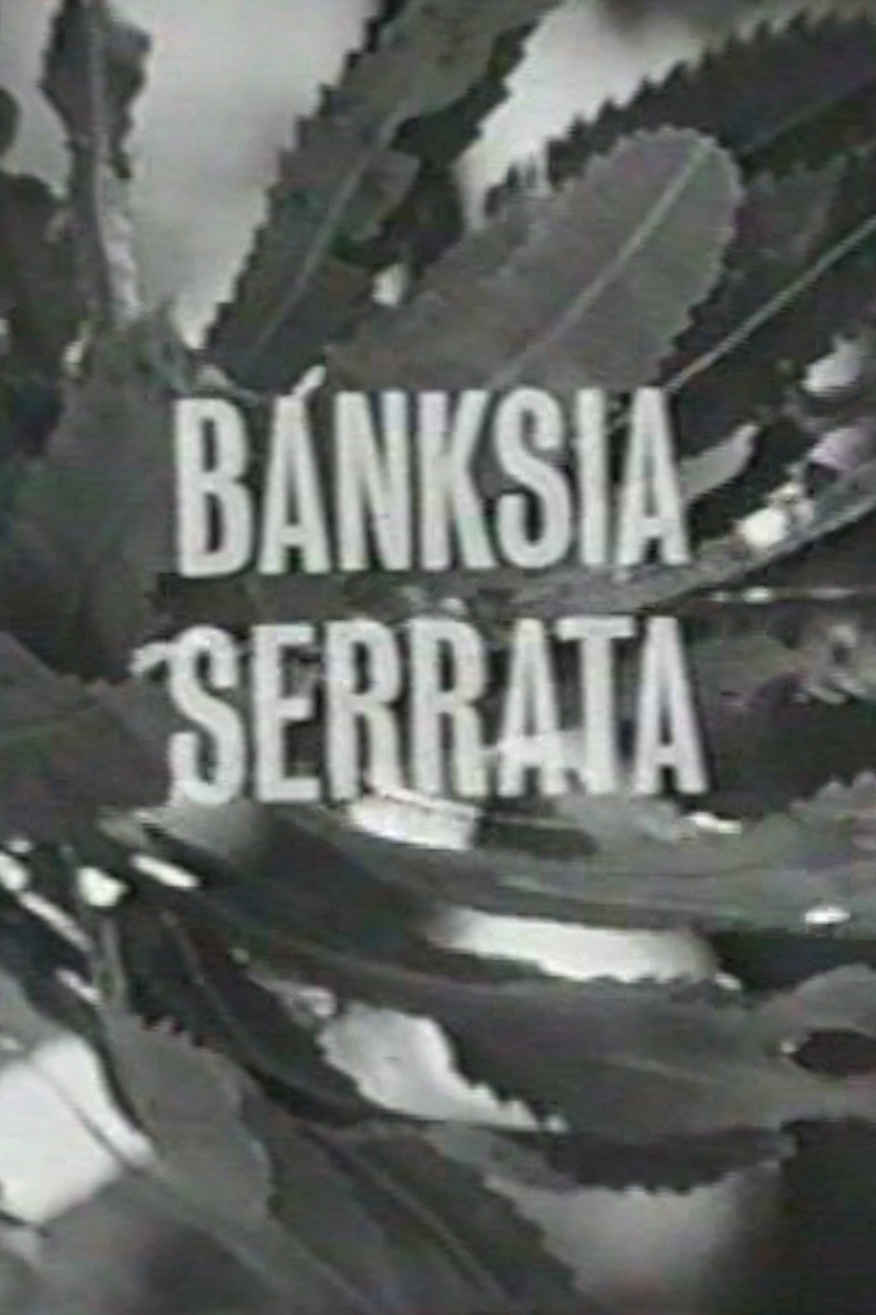 Banksia Serrata filmaffisch