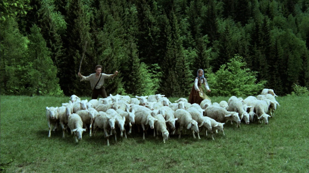 Little Shepherds backdrop
