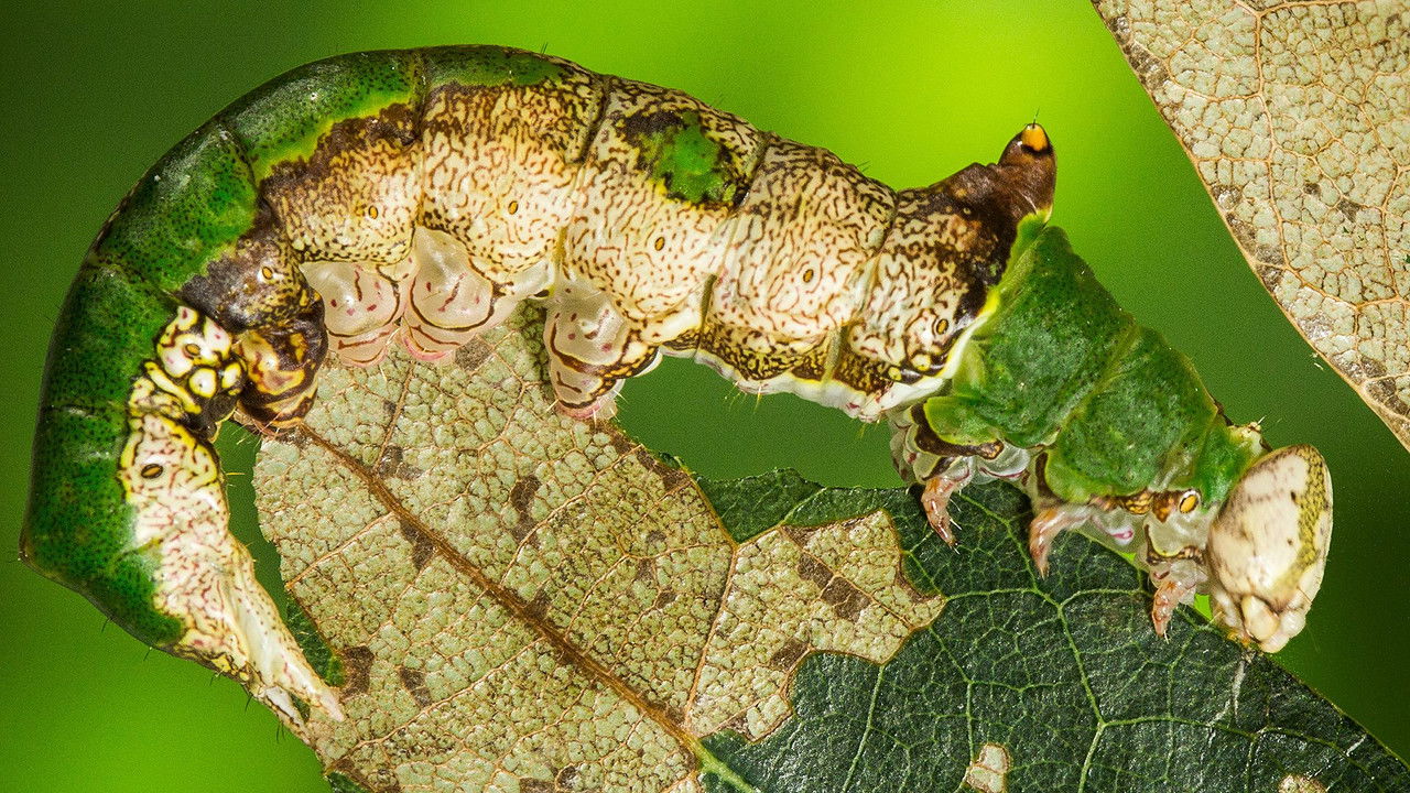 Autumnwatch — Épisode 3