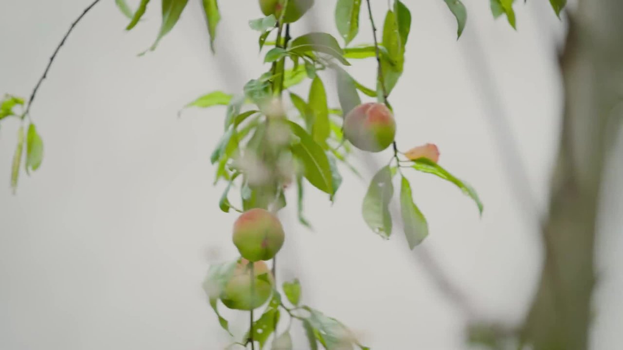 Natur im Garten - Season 27 Episode 4 : Episode 4