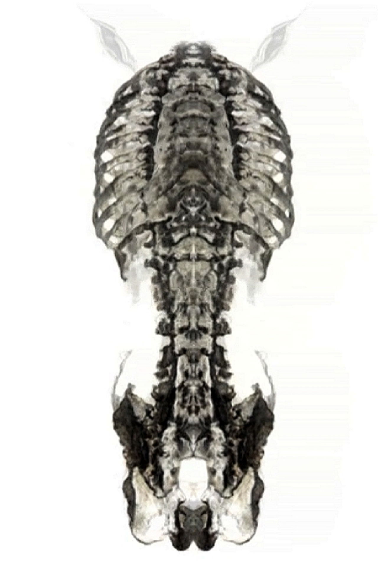 Caverne (positive version) Backdrop