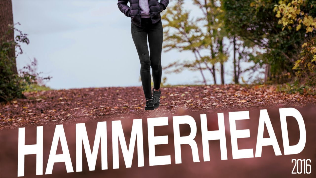 Hammerhead still 8