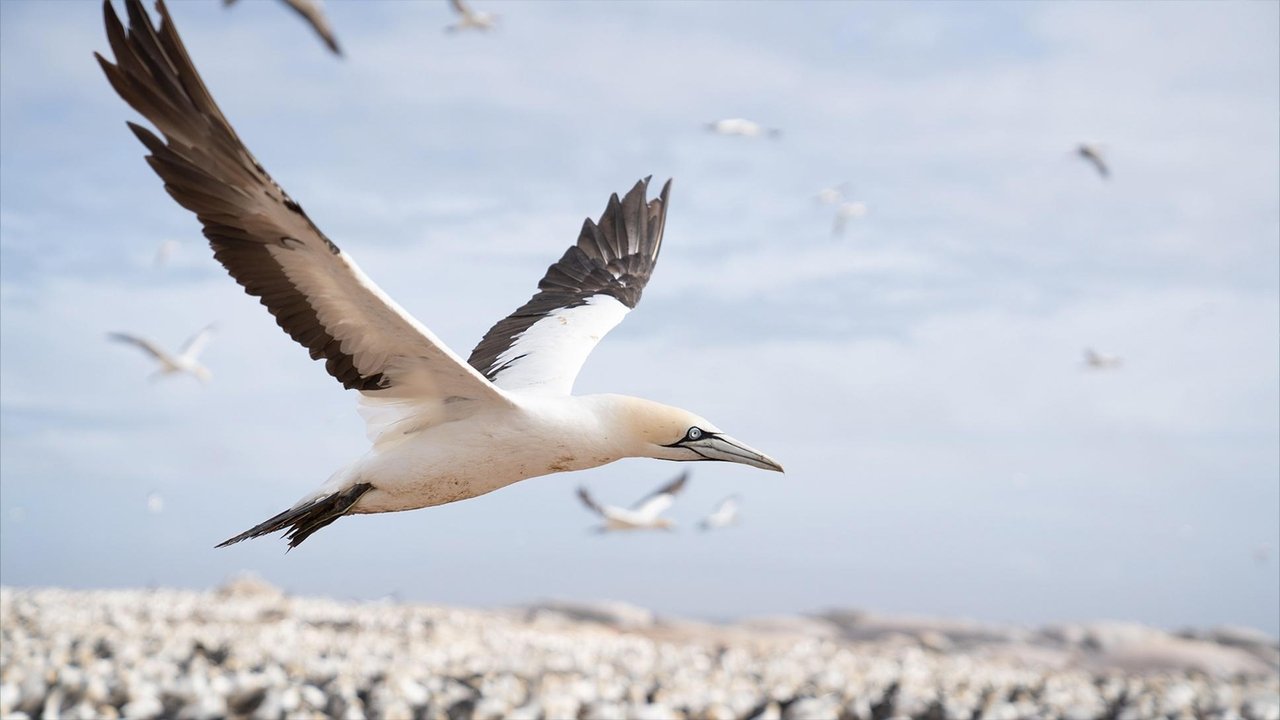 Nature - Season 40 Episode 9 : The Ocean's Greatest Feast