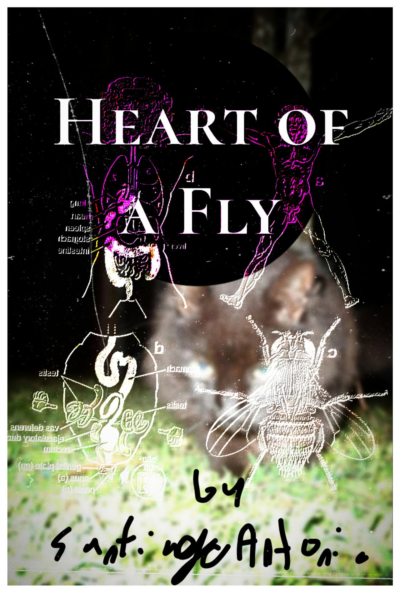 Heart of a Fly