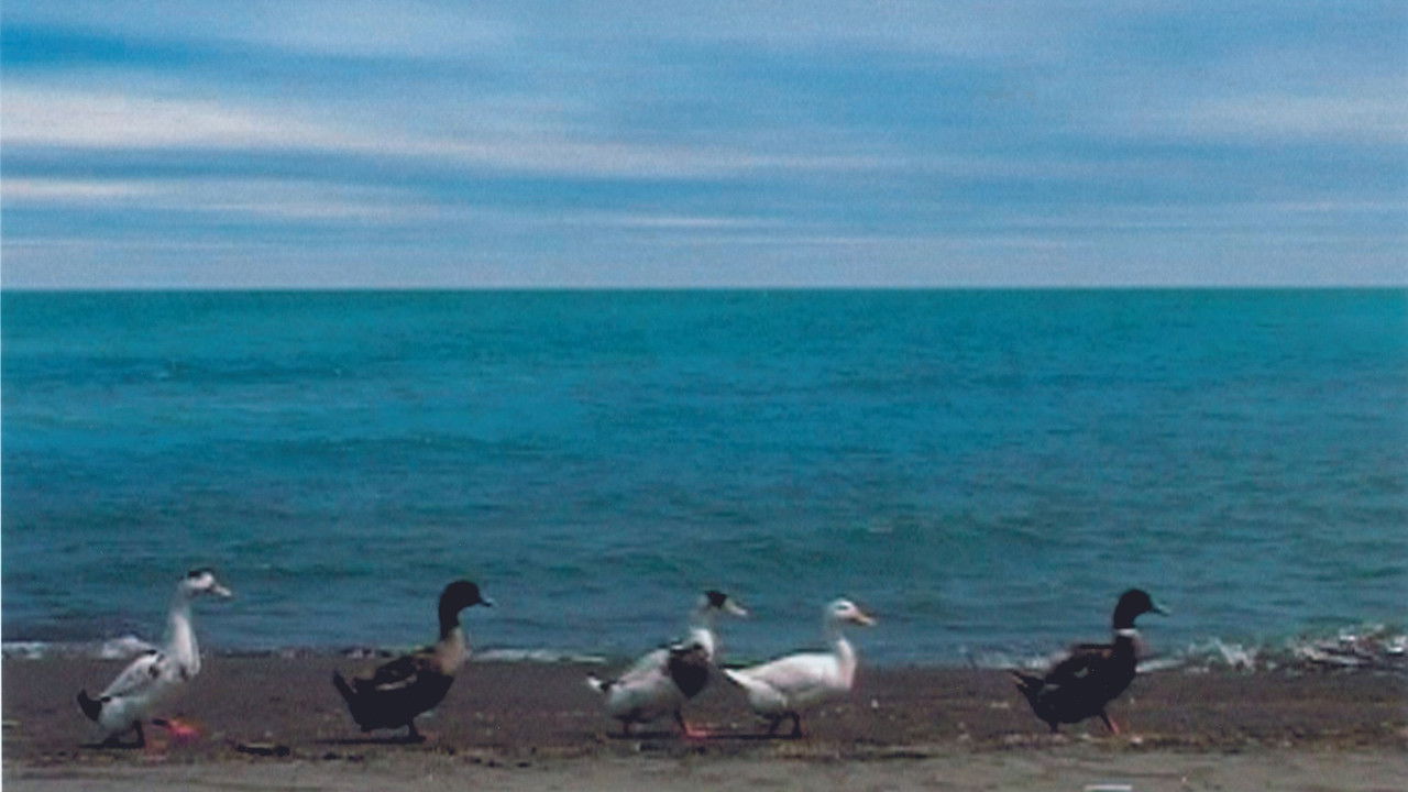 Five Dedicated to Ozu