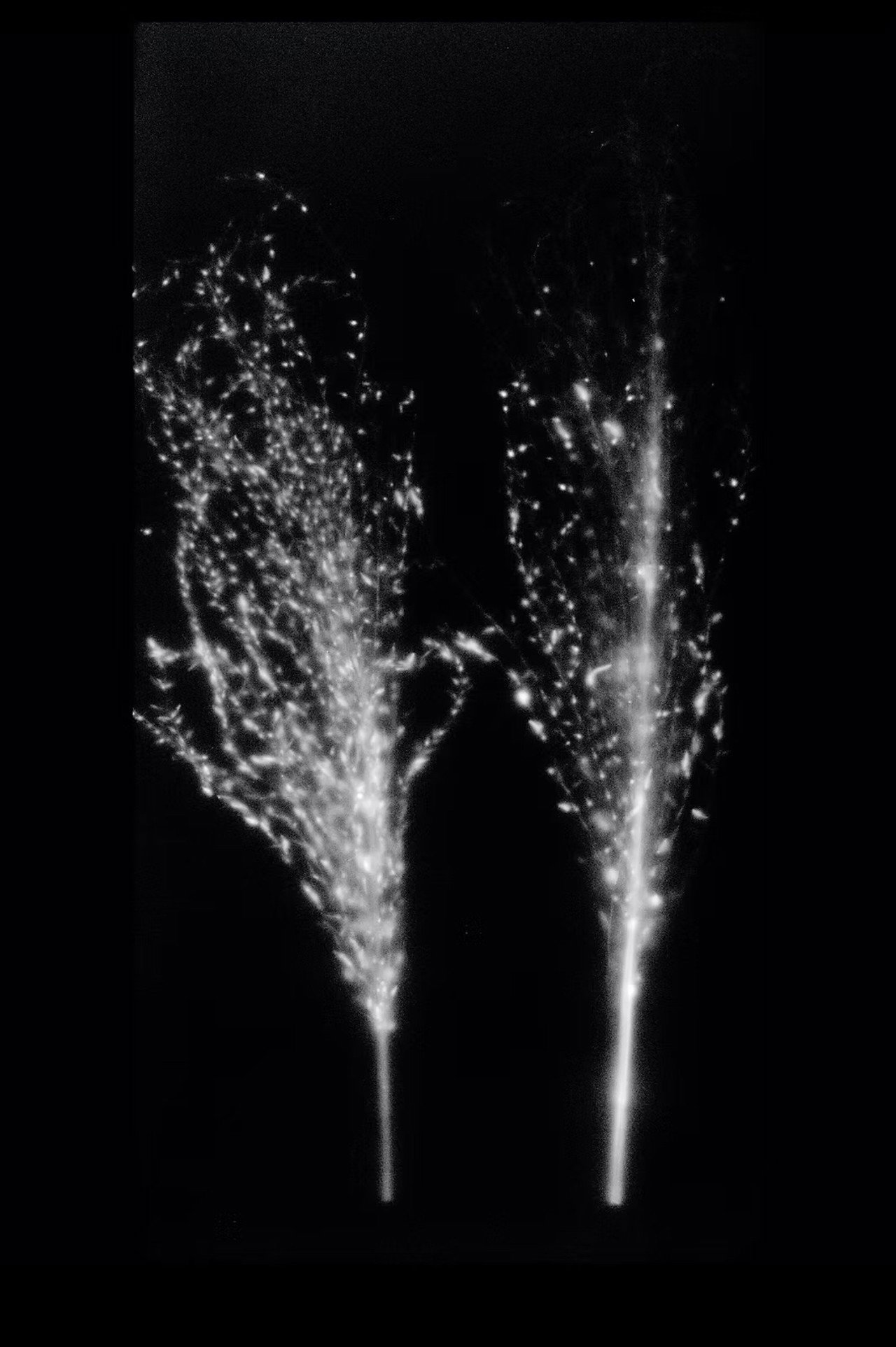 Fukushima, Autoradiography filmaffisch