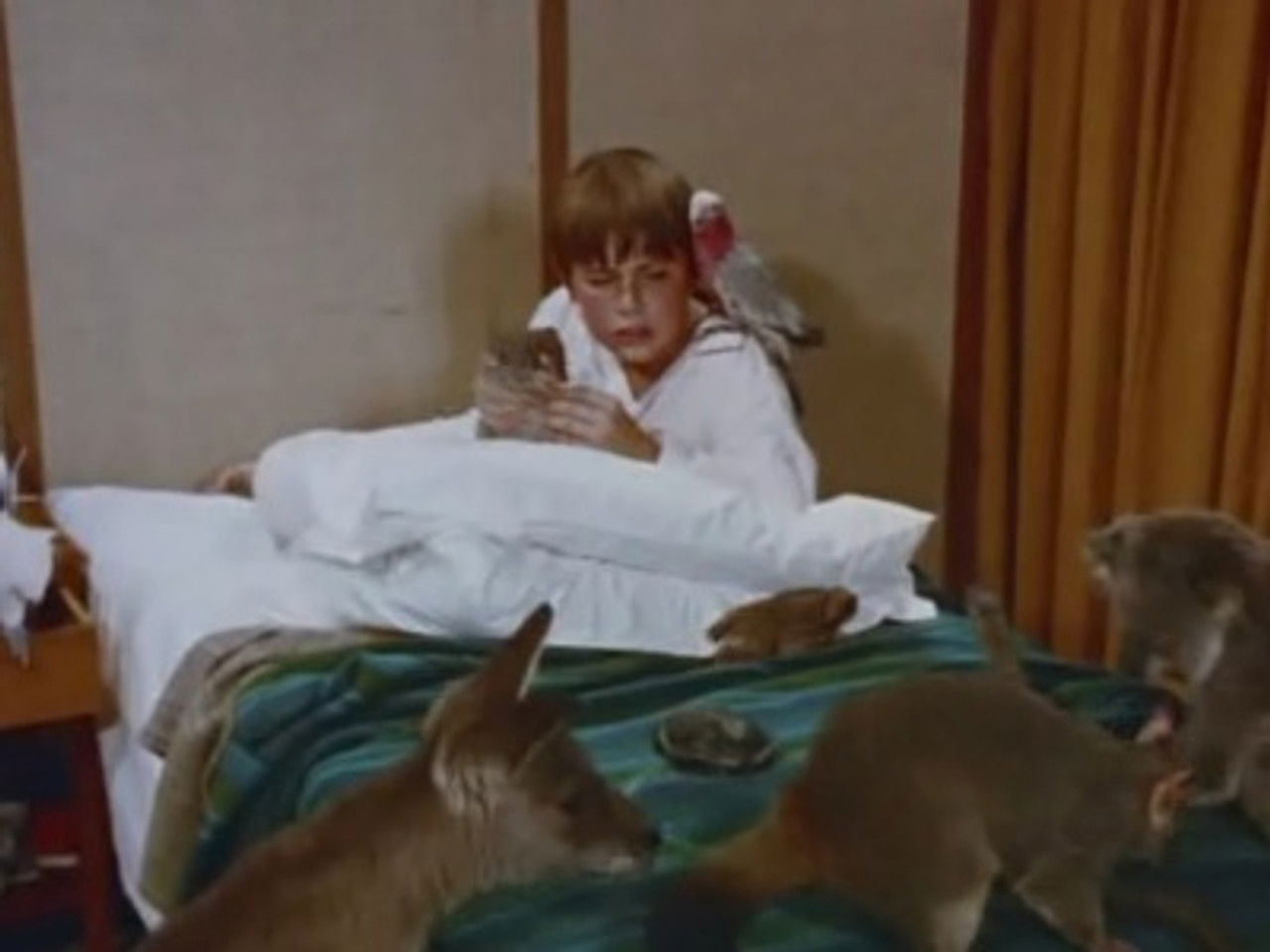 Skippy, le kangourou — Le shaman