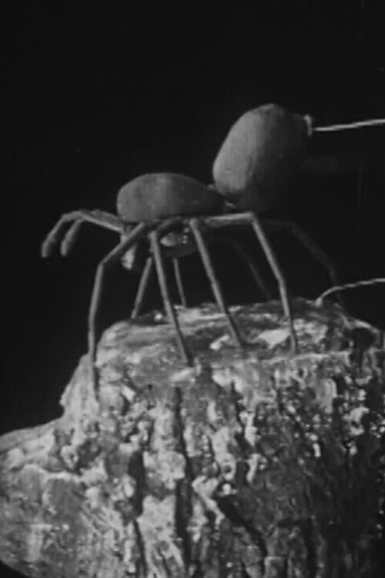 To Demonstrate How Spiders Fly filmaffisch