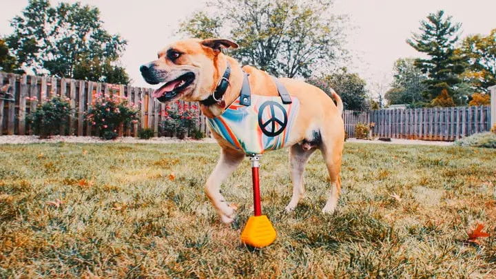 The Wizard of Paws - Season 7 Episode 1 : A New Chance