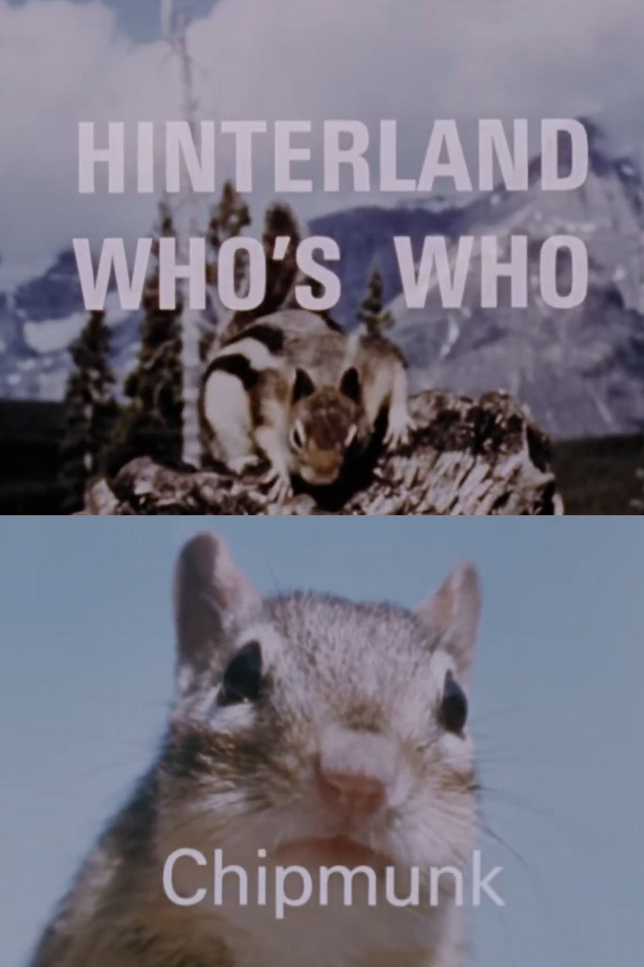 Hinterland Who's Who: Chipmunk Backdrop
