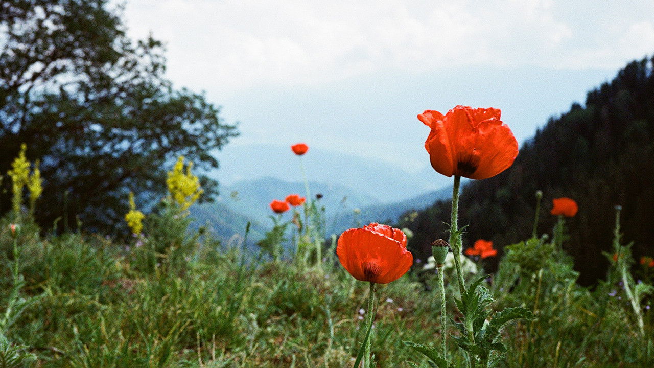Cast and Crew of Apotheosis Of Evil
