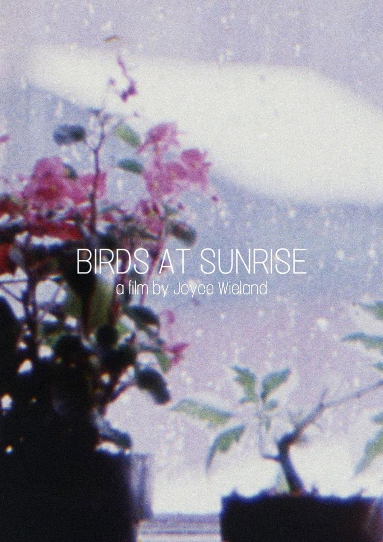 Birds at Sunrise filmaffisch